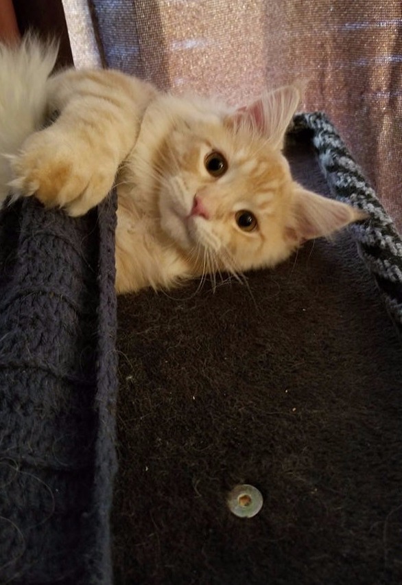 Auggie under scarf2